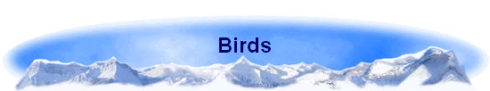 Birds