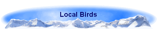 Local Birds